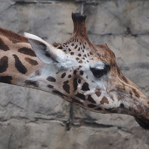 Serenga - Rothschild's giraffe (Giraffa camelopardalis rothschildi), 2024-06-23