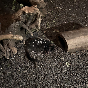 Eastern Quoll