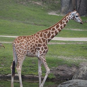 Serenga - Rothschild's giraffe (Giraffa camelopardalis rothschildi), 2024-06-23