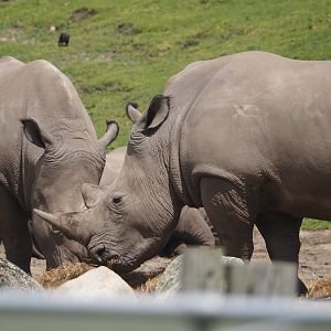 Serenga - Southern white rhinoceroses (Ceratotherium simum simum), 2024-06-23