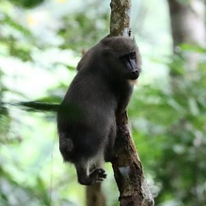 Mandrill (Mandrillus sphinx)