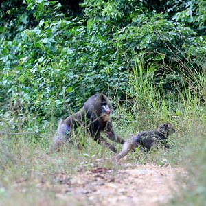 Mandrill (Mandrillus sphinx)
