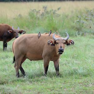 African forest buffalo (Syncerus caffer nanus)