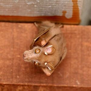 Peters's dwarf epauletted fruit bat (Micropteropus pusillus)