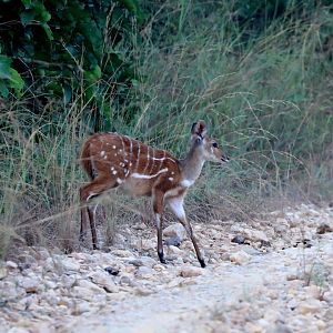western bushbuck (Tragelaphus scriptus)