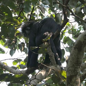 black colobus (Colobus satanas)