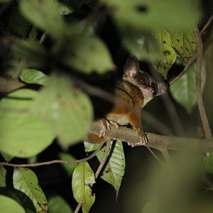 Gabon Squirrel Galago (Sciurocheirus gabonensis)