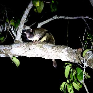 Beecroft's Anomalure (Anomalurus beecrofti)