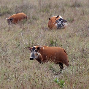 red river hog (Potamochoerus porcus)
