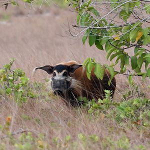 red river hog (Potamochoerus porcus)