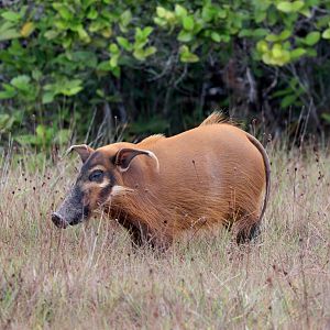red river hog (Potamochoerus porcus)