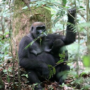 western lowland gorilla (Gorilla gorilla gorilla)