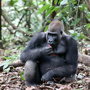 western lowland gorilla (Gorilla gorilla gorilla)