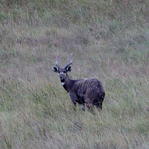 Western Sitatunga (Tragelaphus spekii gratus)