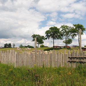 Serenga - Savanna exhibit seen from safari truck tour station, 2024-06-23