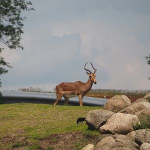 Serenga - Common impala (Aepyceros melampus melampus), 2024-06-23