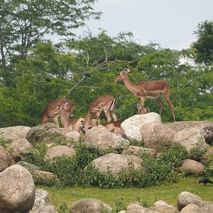 Serenga - Common impalas (Aepyceros melampus melampus), 2024-06-23