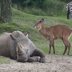 Serenga - Southern white rhinoceros (Ceratotherium simum simum) and Defassa waterbuck (Kobus ellipsiprymnus defassa), 2024-06-23