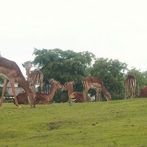 Serenga - Common impalas (Aepyceros melampus melampus), 2024-06-23