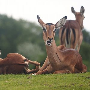 Serenga - Common impala (Aepyceros melampus melampus), 2024-06-23