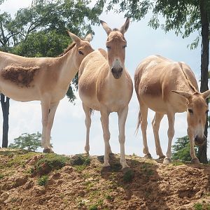 Serenga - Persian onagers (Equus hemionus onager), 2024-06-23