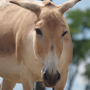 Serenga - Persian onager (Equus hemionus onager), 2024-06-23