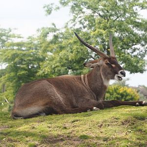 Serenga - Defassa waterbuck (Kobus ellipsiprymnus defassa), 2024-06-23