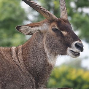 Serenga - Defassa waterbuck (Kobus ellipsiprymnus defassa), 2024-06-23