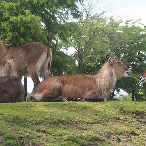 Serenga - Defassa waterbuck (Kobus ellipsiprymnus defassa), 2024-06-23