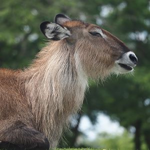 Serenga - Defassa waterbuck (Kobus ellipsiprymnus defassa), 2024-06-23