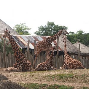 Serenga -  Rothschild's giraffes (Giraffa camelopardalis rothschildi), 2024-06-23