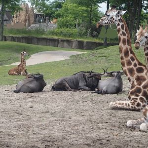 Serenga -  Rothschild's giraffes (Giraffa camelopardalis rothschildi) and Blue wildebeest (Connochaetes taurinus taurinus), 2024-06-23
