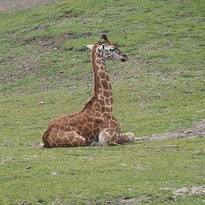 Serenga - Juvenile Rothschild's giraffe (Giraffa camelopardalis rothschildi), 2024-06-23