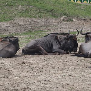 Serenga -  Blue wildebeest (Connochaetes taurinus taurinus), 2024-06-23
