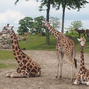 Serenga - Rothschild's giraffes (Giraffa camelopardalis rothschildi), 2024-06-23