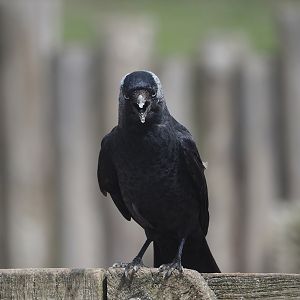 Wild Western jackdaw (Coloeus monedula), 2024-06-23