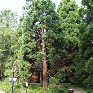 Grove of small Sequioas with slice of a giant Sequioa, 2023-07-22