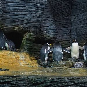 Macaroni penguins (Eudyptes chrysolophus) and Subantarctic gentoo penguins (Pygoscelis papua papua), 2023-07-22