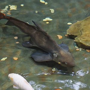 Chinese high-fin banded shark (Myxocyprinus asiaticus), 2023-07-22