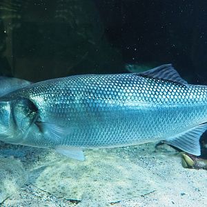 European seabass (Dicentrarchus labrax), 2023-07-22