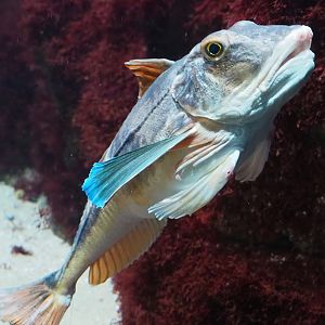 Tub gurnard (Chelidonichthys lucerna), 2023-07-22