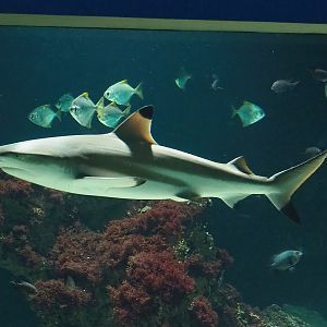 Blacktip reef shark (Carcharhinus melanopterus) and Silver moonies (Monodactylus argenteus), 2023-07-22