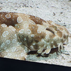 Spotted wobbegong (Orectolobus maculatus), 2023-07-22