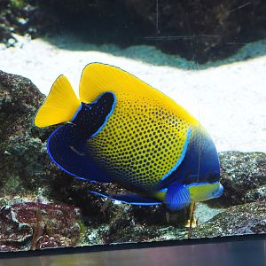 Bluegirdled angelfish (Pomacanthus navarchus), 2023-07-22