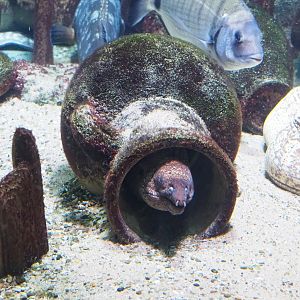 Mediterranean moray (Muraena helena) in amphora, 2023-07-22