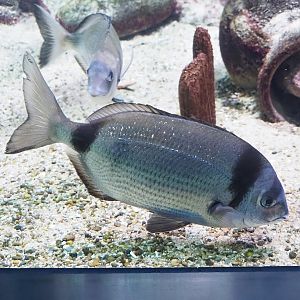 Common two-banded seabream (Diplodus vulgaris), 2023-07-22