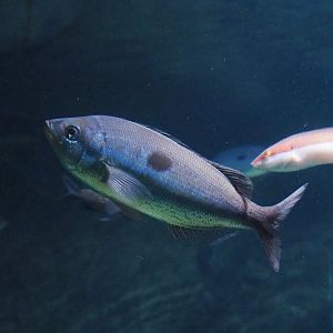 Blotched picarel (Spicara maena), 2023-07-22