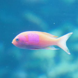 Square-spot fairy basslet (Pseudanthias pleurotaenia), 2023-07-22