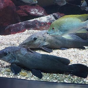 Giraffe catfishes (Auchenoglanis occidentalis) and Mamfe tilapie (Coptodon spec. "Mamfe"), 2023-07-22