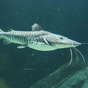 Barred sorubim (Pseudoplatystoma fasciatum), 2023-07-22